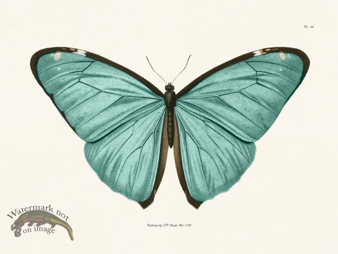 (image for) Nodder BF 44