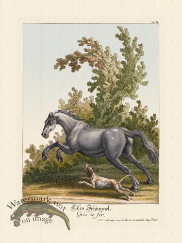 (image for) Ridingers Horses 24