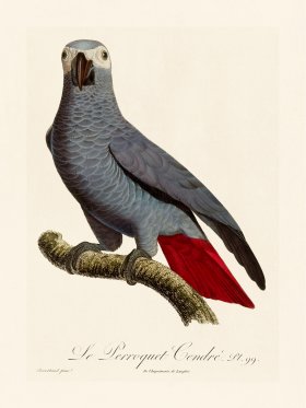 Barraband Parrot 099
