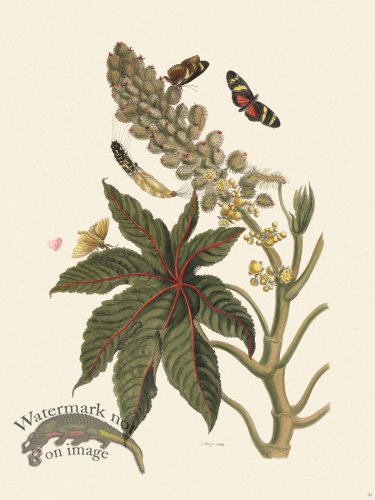 (image for) Merian Metamorphosis 30
