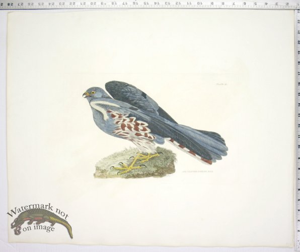 Ash Colored Harrier, Male