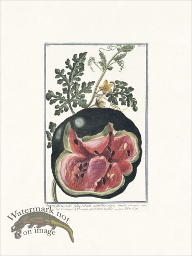 (image for) Bonelli 068 Watermelon