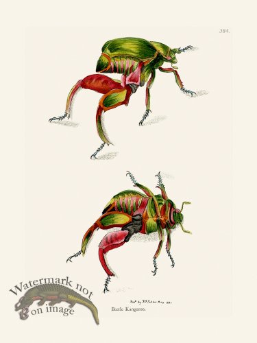 (image for) 384 Beetle Kanguroo