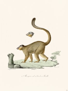 Cuvier 408 Mongous Male