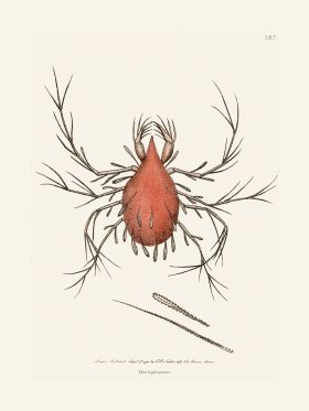 187 Mite Lepidopterine