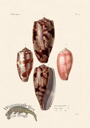 (image for) French Shell 012