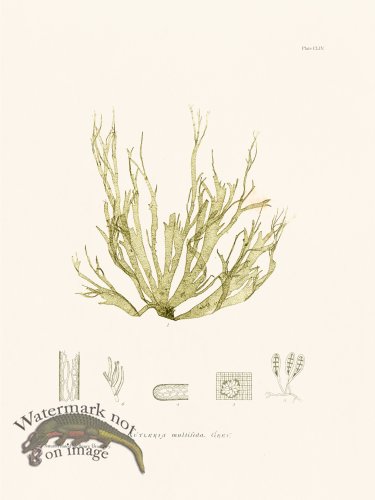 (image for) Bradbury Seaweed 154