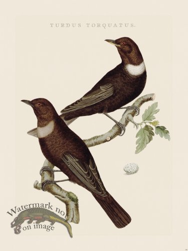 (image for) Nozeman Bird 158