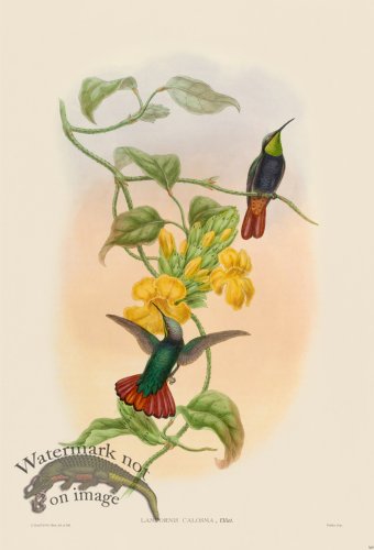 (image for) Gould Hummingbird 369