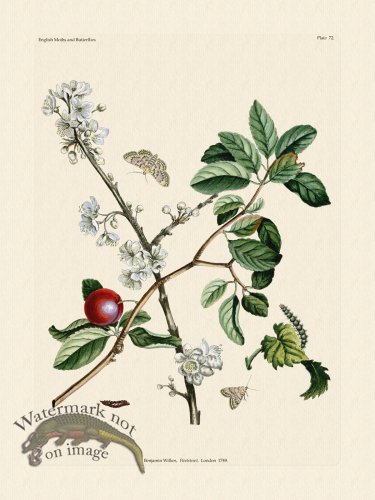 (image for) Wilkes Butterflies 072