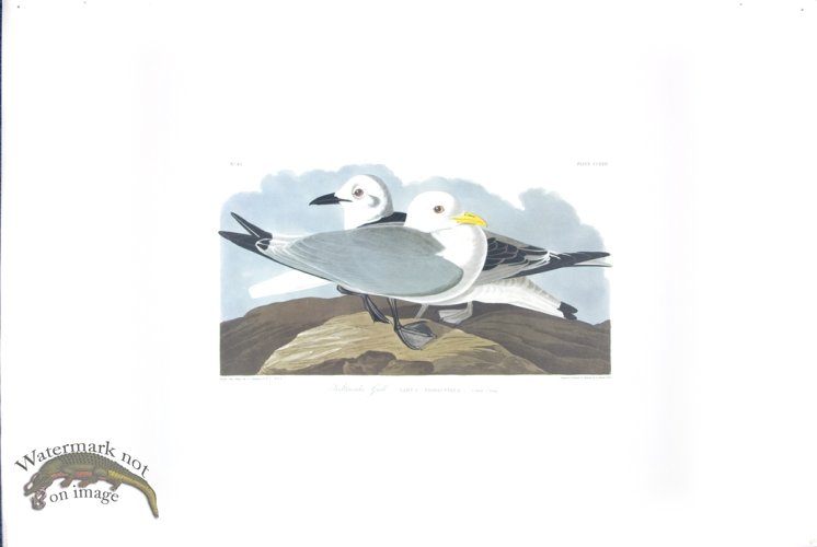 American Oyster-Catcher