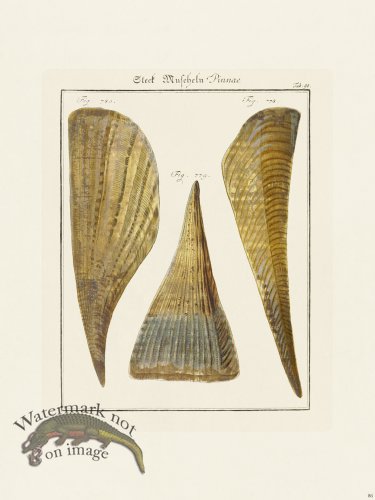 (image for) Martini Shells 086