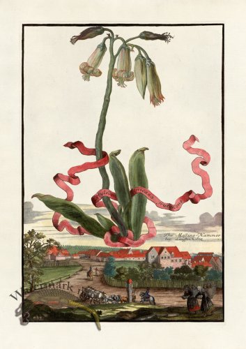 (image for) Volckamer 083