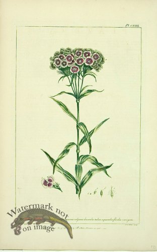 (image for) Philip Miller 108