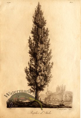 (image for) Defiennes Trees 09 S