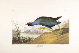 Purple Gallinule