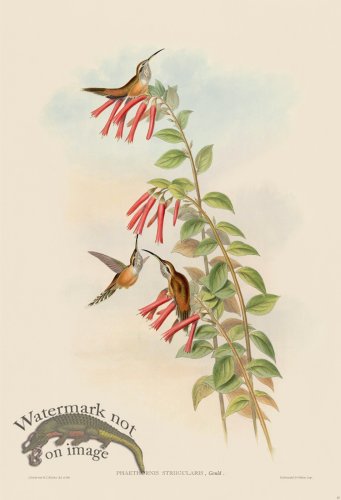 (image for) Gould Hummingbird 037