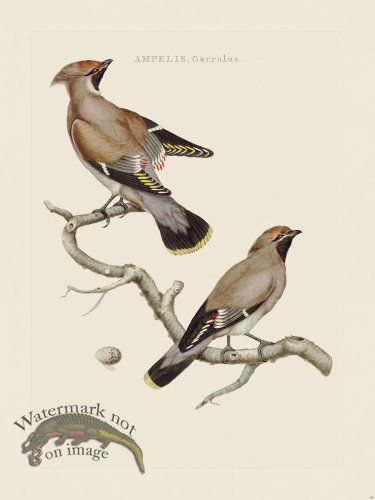 (image for) Nozeman Bird 156