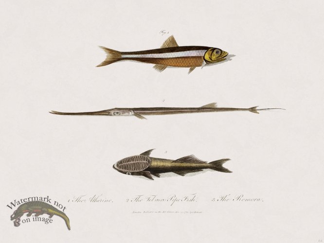 (image for) 64 New Holland Caffowary