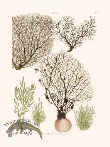 (image for) Knorr Coral 15