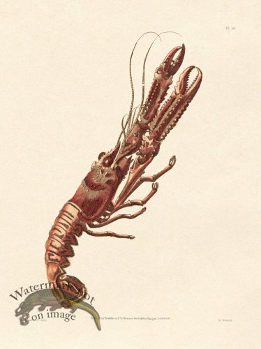 (image for) Shaw Nodder SL 50