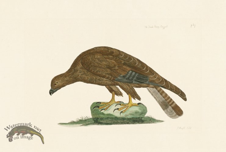(image for) Pennant Zoology 132