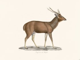 Cuvier 033 Black Bengle Deer