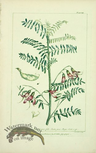 (image for) Philip Miller 071