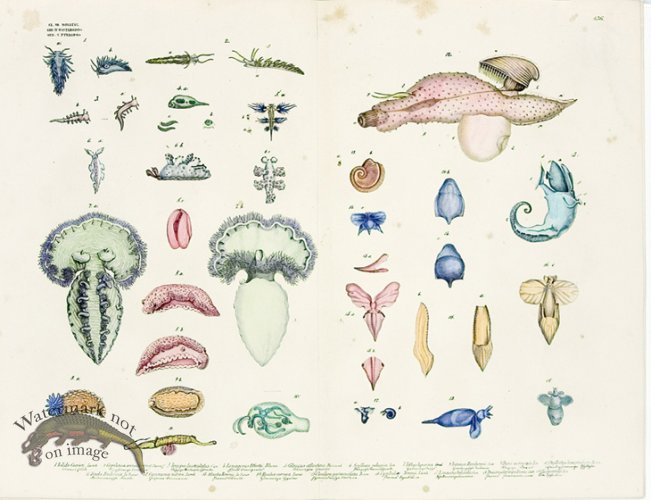 Goldfuss Molluscs unshelled