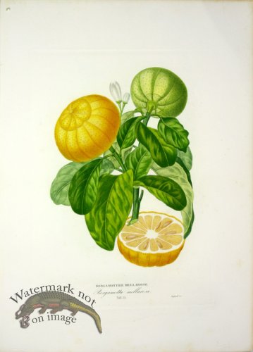 (image for) Des Orangers 10