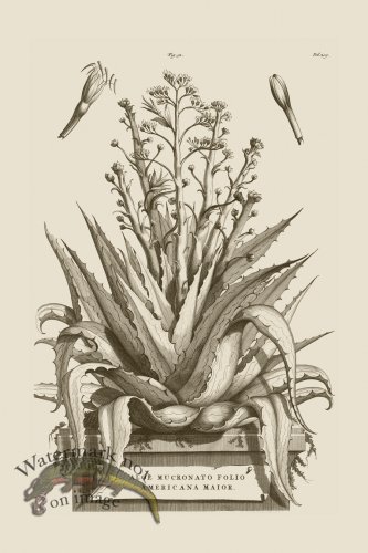 (image for) Abraham Munting 091