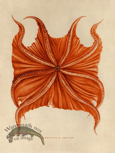 (image for) Octopus Orange 06