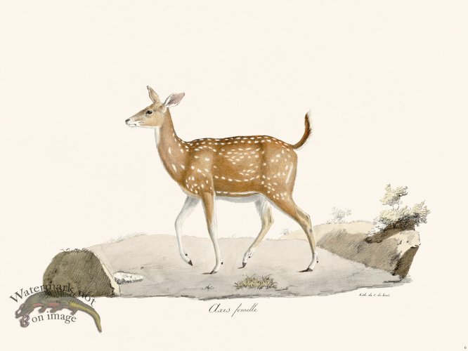 (image for) Cuvier 006 Female Axis