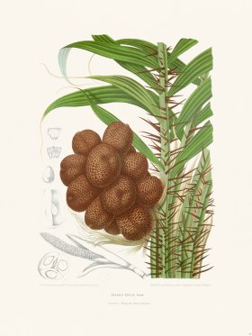 Horticulture of Java 37