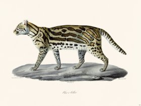 Cuvier 120 Cat In Collier