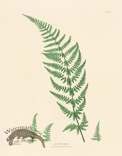(image for) Bradbury Fern 26