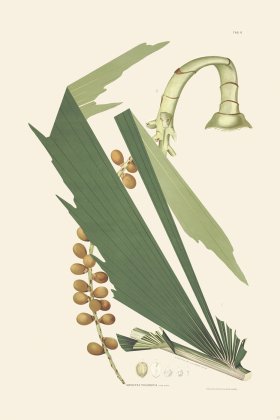 Rodrigues Palm Front 035