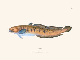 042 Burbot