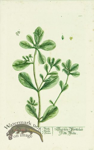 Blackwell German 068