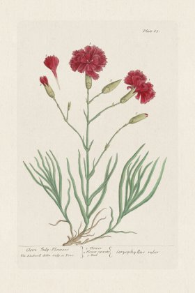 BEE 085 Clove July-Flowers