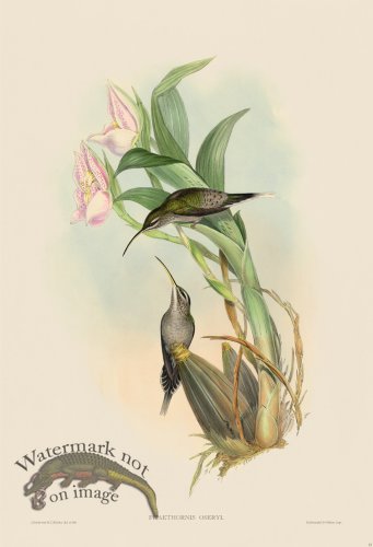(image for) Gould Hummingbird 023