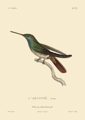 Humming Bird 72