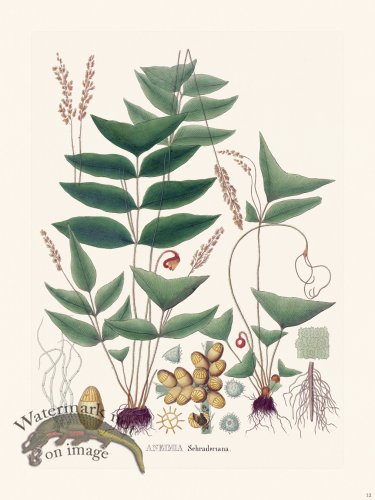 (image for) Ferns of Brazil 12