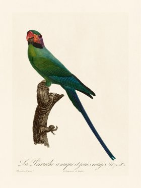 Barraband Parrot 072