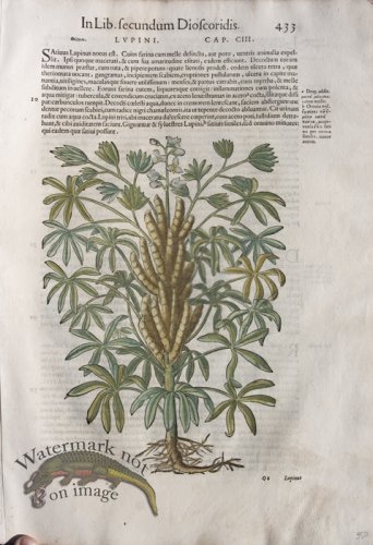 (image for) WB Botanicals 55