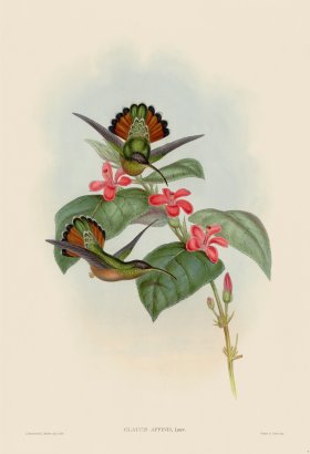 (image for) Gould Hummingbird 007