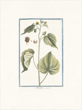 Bonelli 052 flowering maple