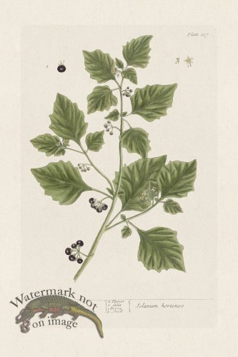 (image for) BEE 107 Night Shades