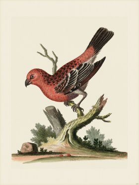 Edwards 123 Greatest Bullfinch