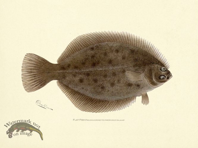 (image for) Flat Fish